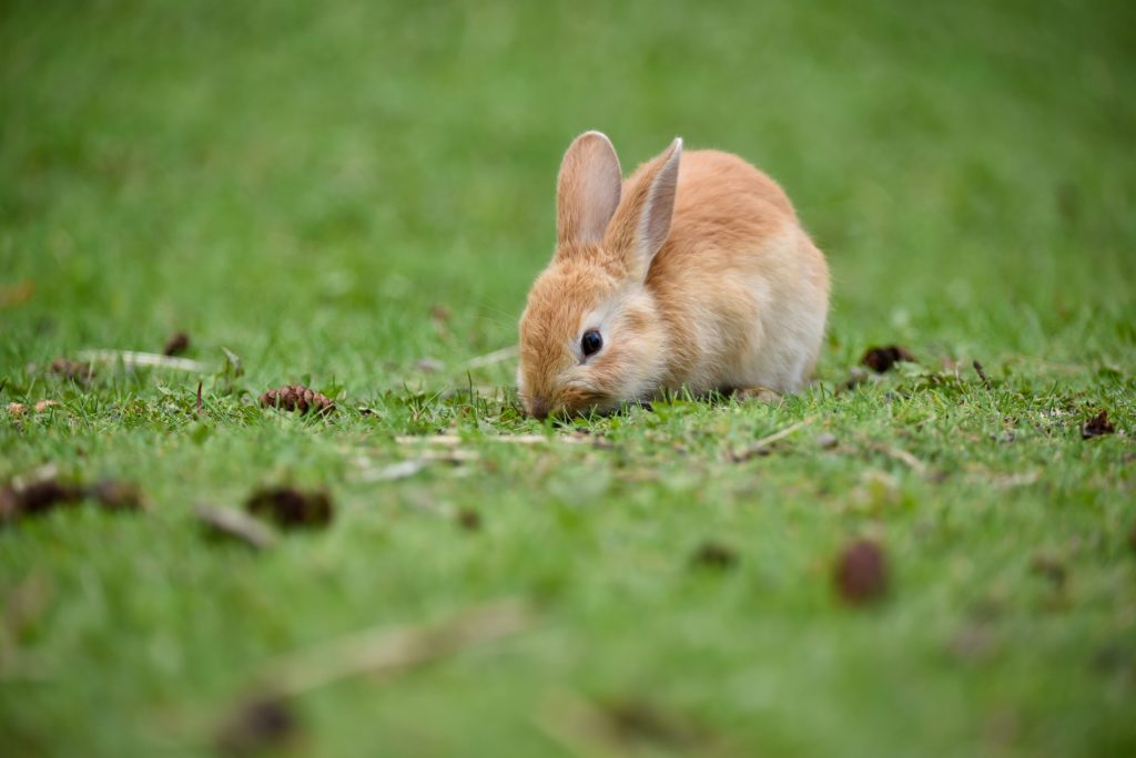 うさぎの特徴 ミニウサギは小さいうさぎじゃない スタッフブログ