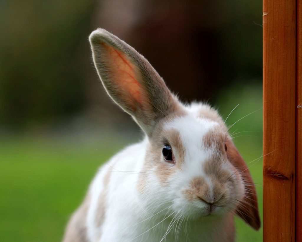 うさぎの特徴 ミニウサギは小さいうさぎじゃない スタッフブログ